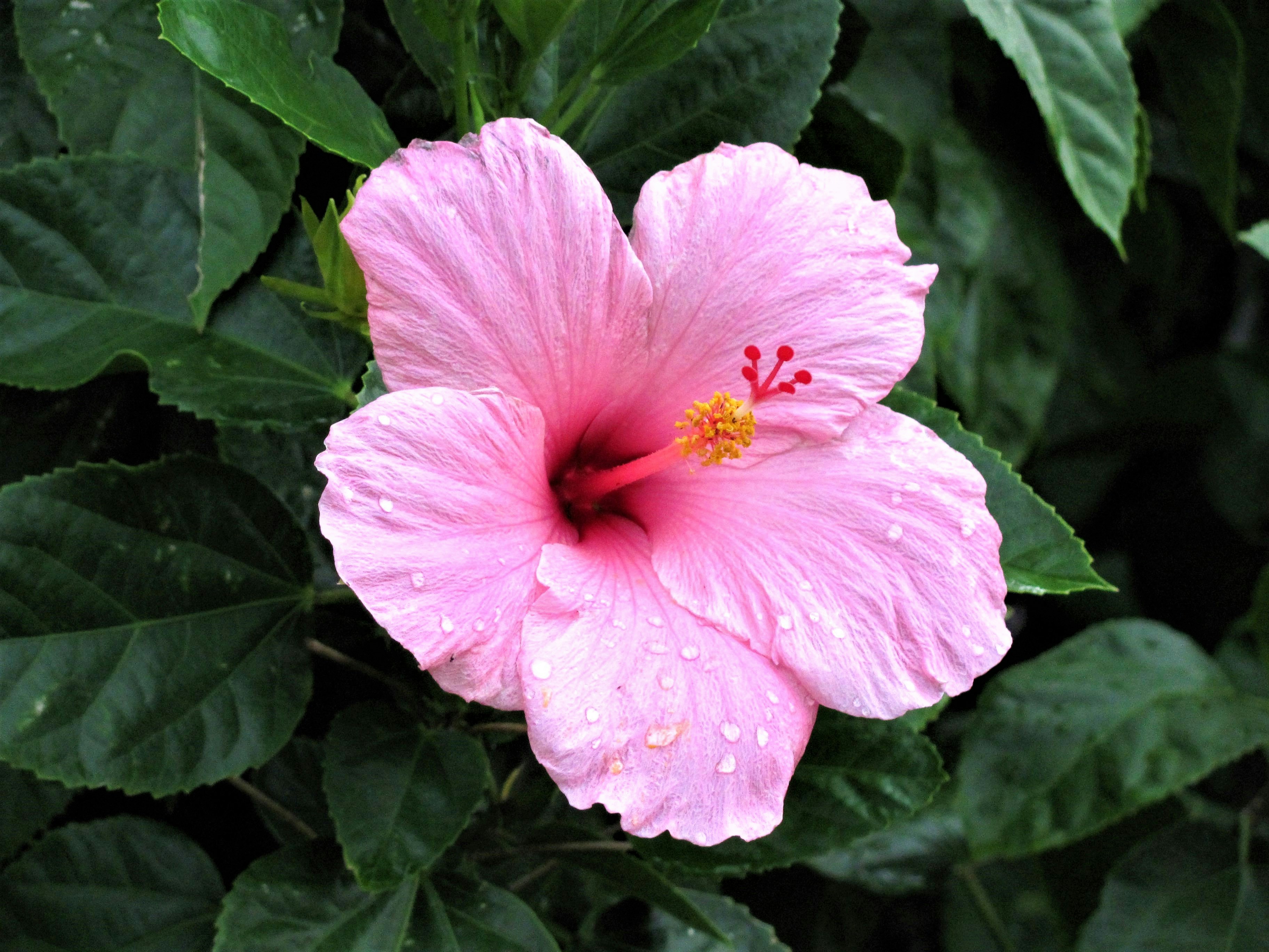 Hibiscus et sommeil : bienfaits, recette et précautions