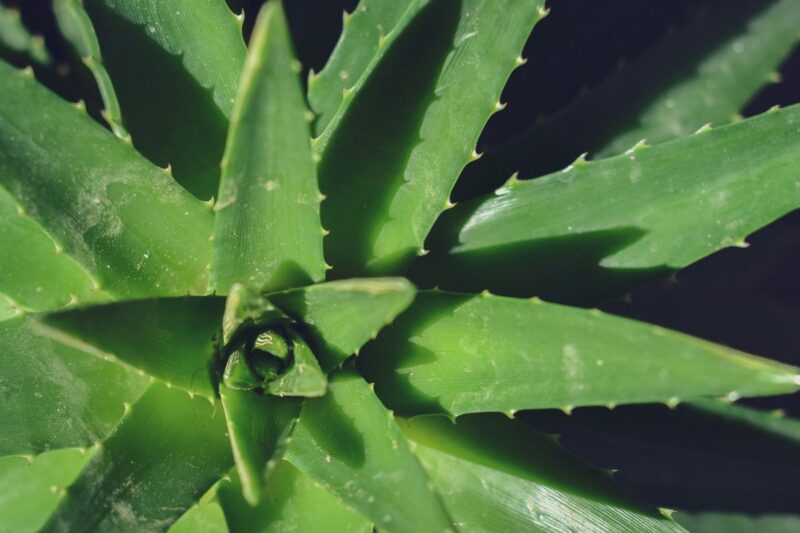 Aloe vera et coup de soleil : soulager et réparer la peau