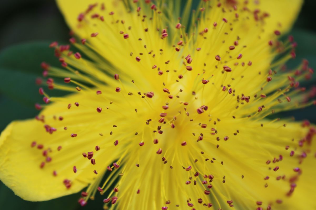 Fleur jaune de millepertuis (Hypericum perforatum) en gros plan