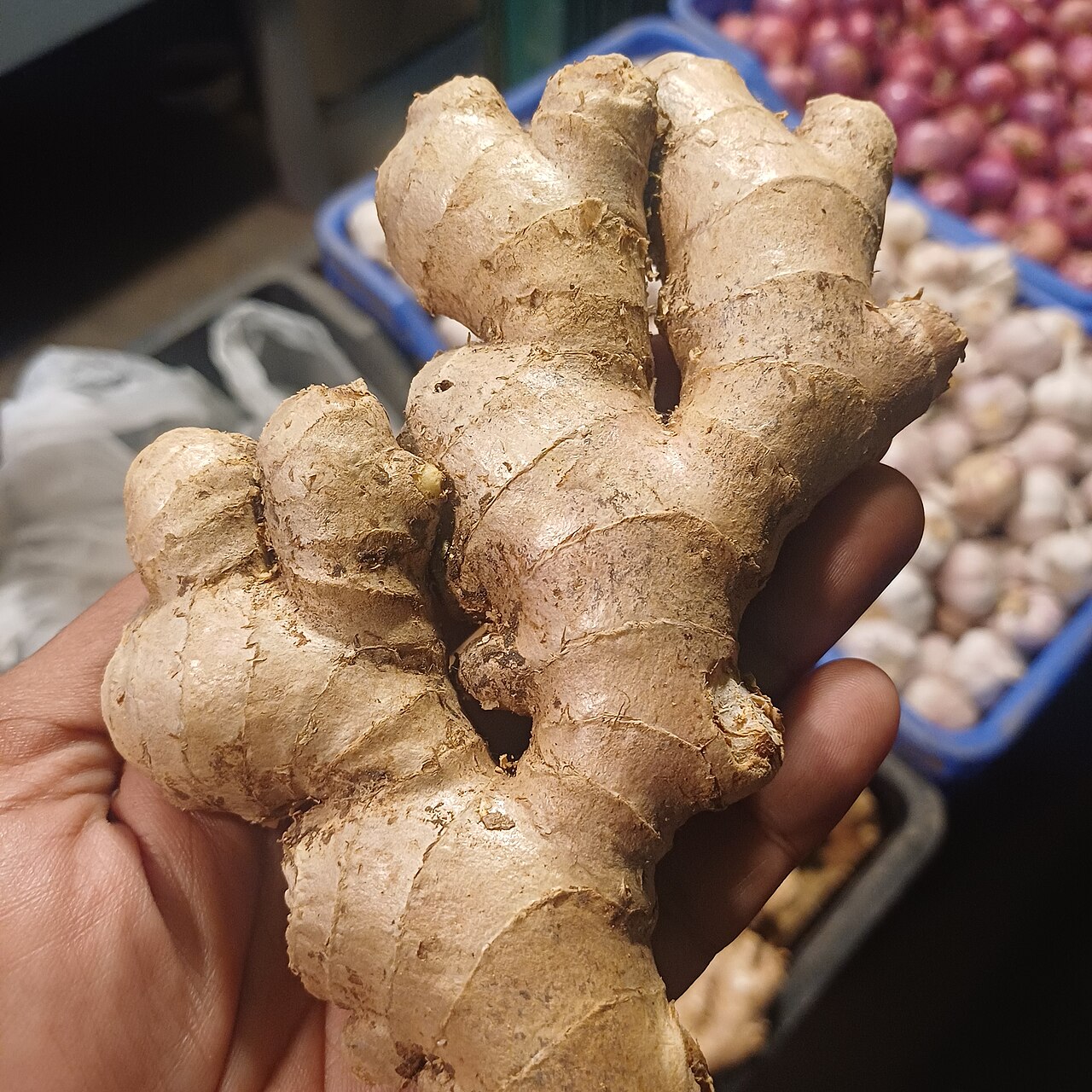 Racine de gingembre frais