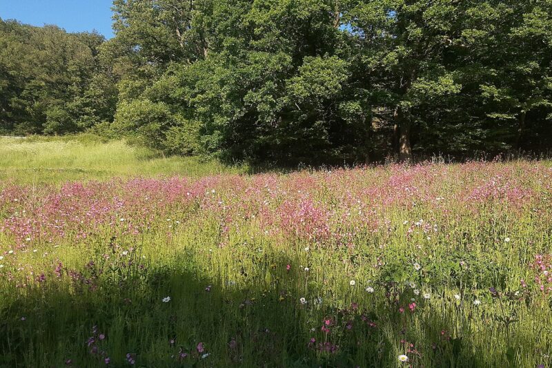 Prairie de fleurs sauvages