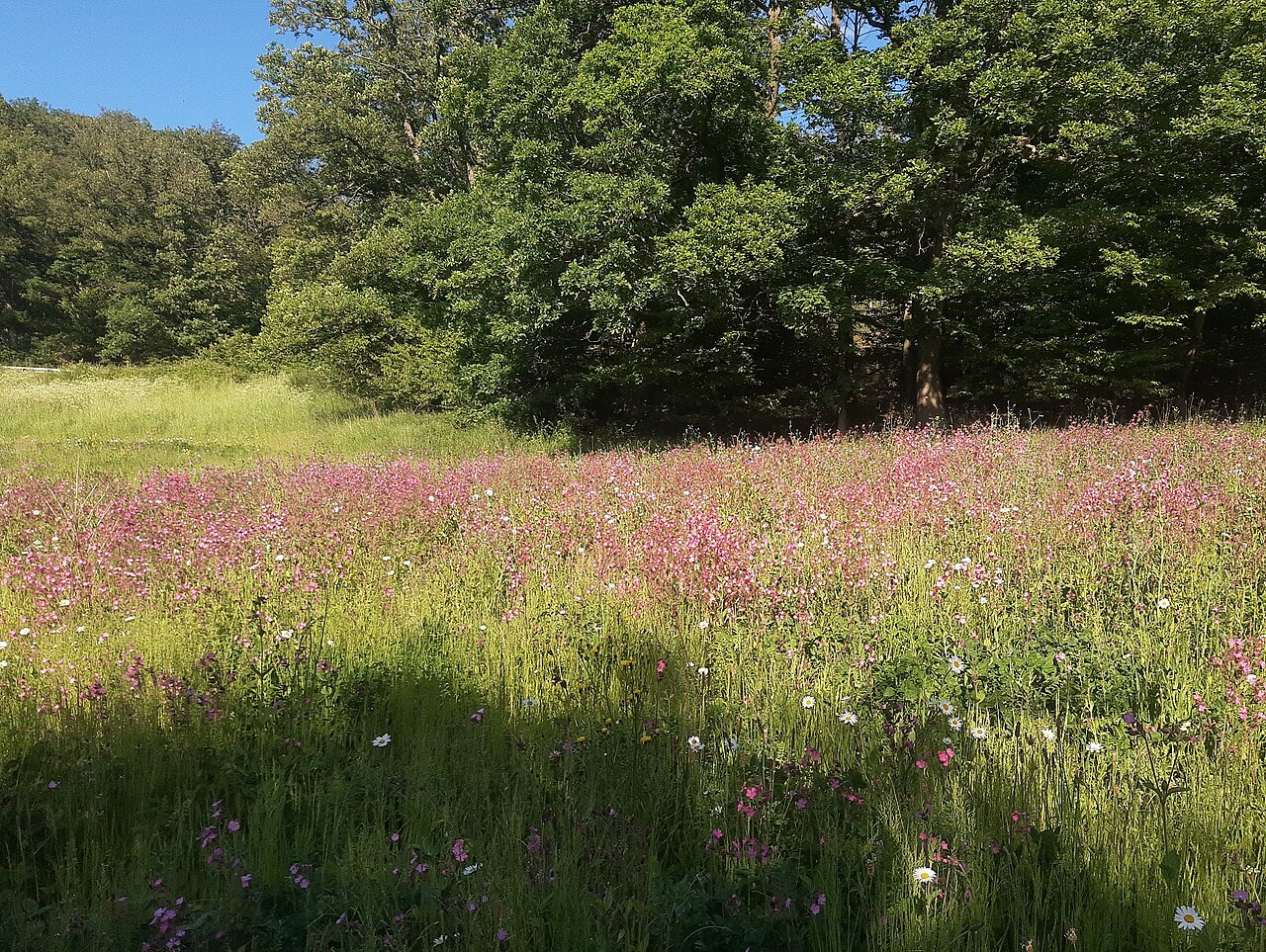 Prairie de fleurs sauvages