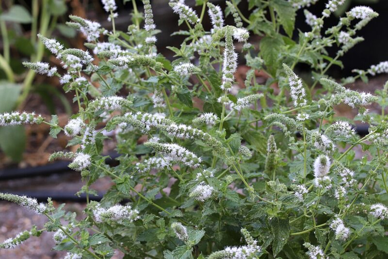 Feuilles de menthe poivrée fraîche