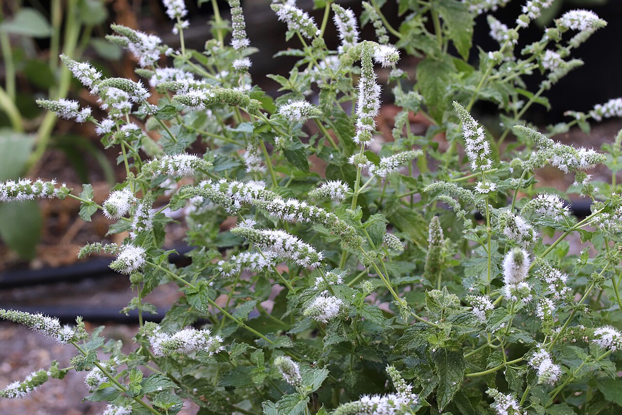 Feuilles de menthe poivrée fraîche