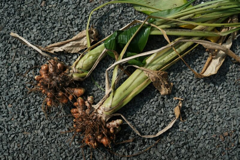 Curcuma frais : bienfaits, utilisation et précautions