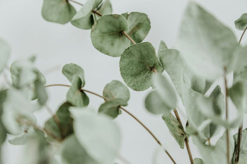 Huile essentielle d&rsquo;eucalyptus radié : usages et précautions
